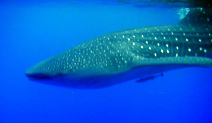 Baby Whale Shark.