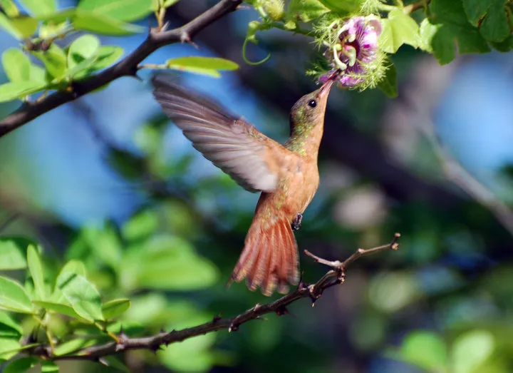 Cinnamon Hummingbird.